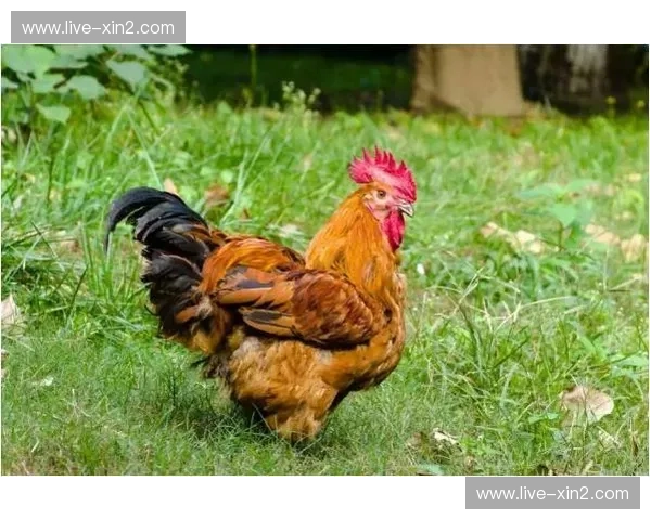 欧洲之巅的宿命对决:当高卢雄鸡遇上日耳曼战车,法国vs德国比分背后的权力游戏